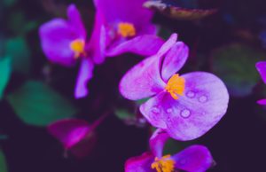 Wisconsin blue violet's growing into the sunshine.