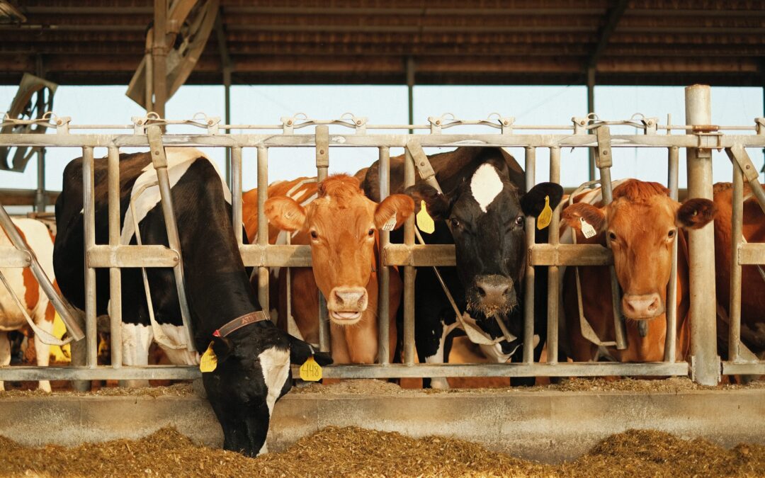 Immigrant Dairy Worker Health and Safety